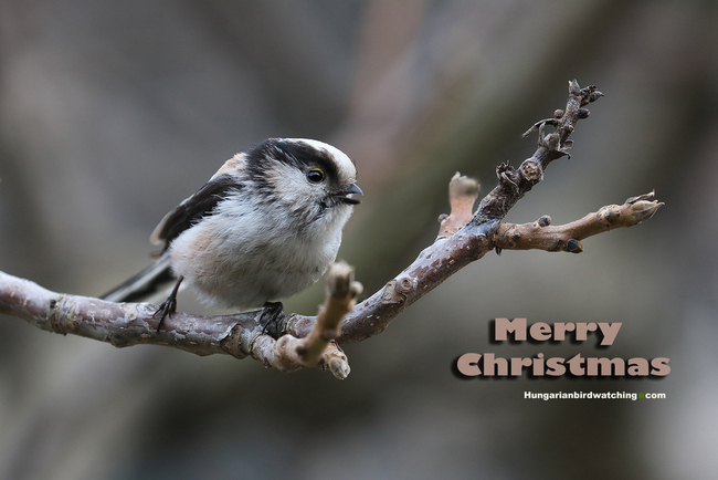 Long-tailed Tit (Aegithalos caudatus) - Photo by Károly Teleki Merry Christmas 2024 pic